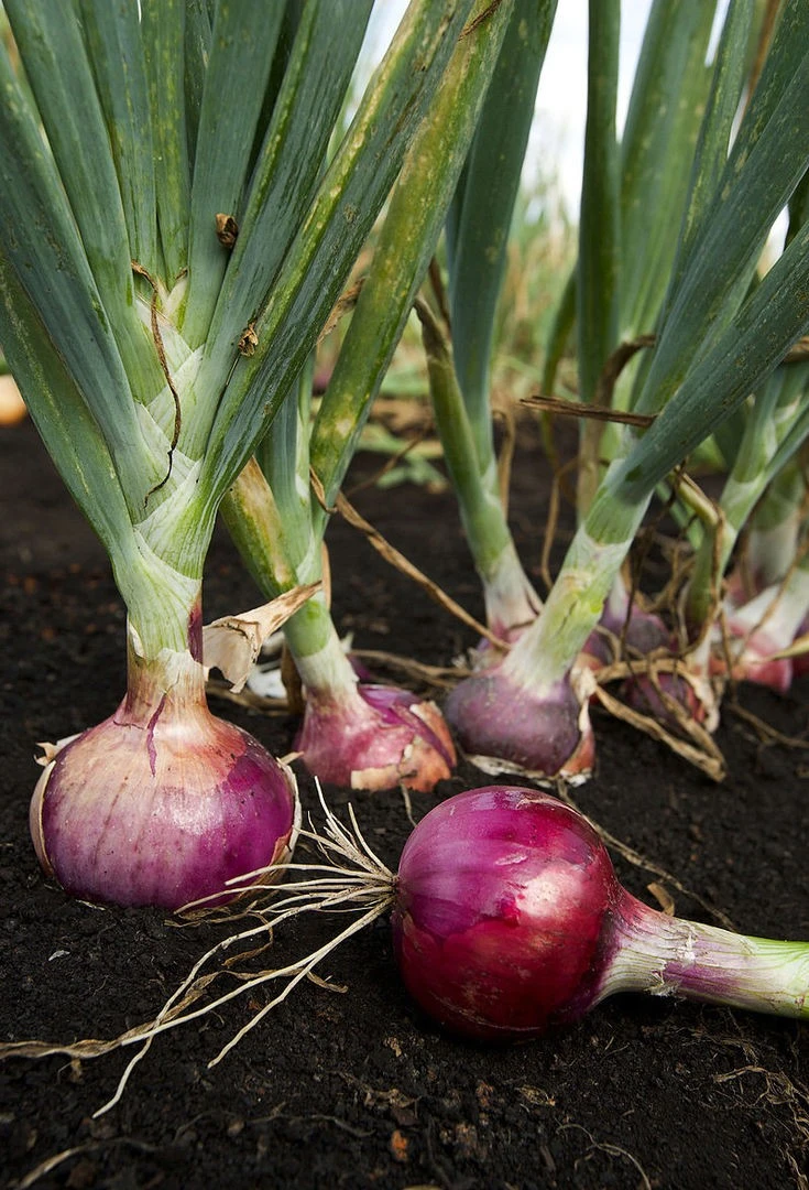 800px-ARS_red_onion.webp