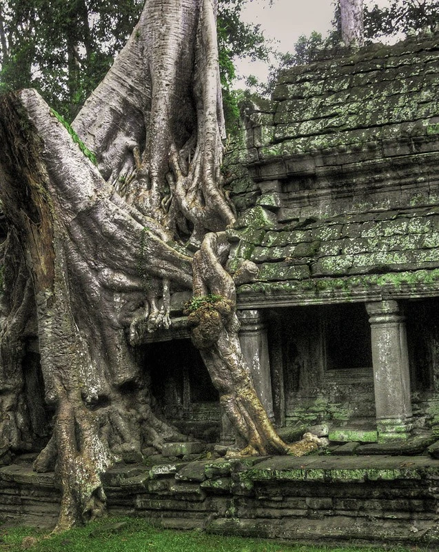 angkor-wat-tree.webp