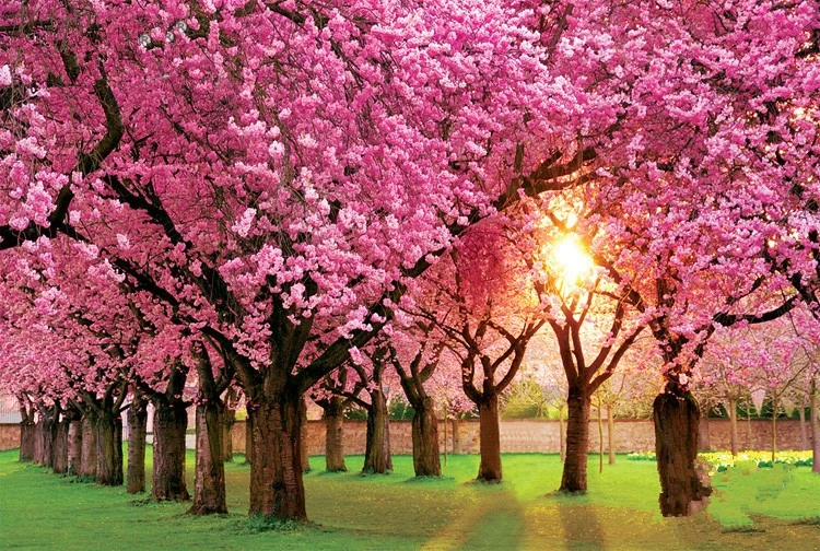 DIY-3D-Puzzle-Painting-Pink-Trees-1000-Pieces-Wooden-Toys-for-Children-and-Adult-Free-Shipping.webp