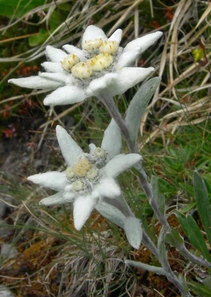 leontopodium_alpinum_Edelweiss_428x600.webp