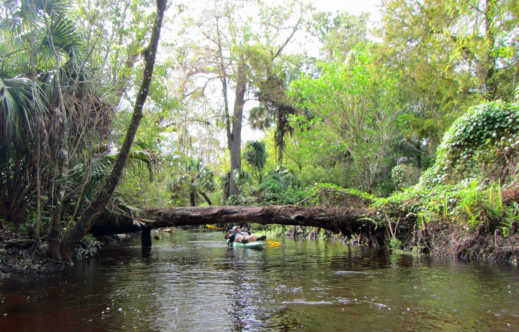 Loxahatchee-Limbo.webp