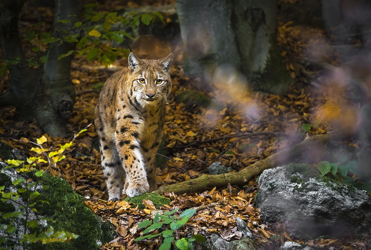 luchs-1.webp