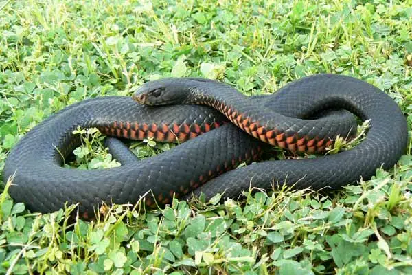 Red-bellied-Black-snake(1).webp