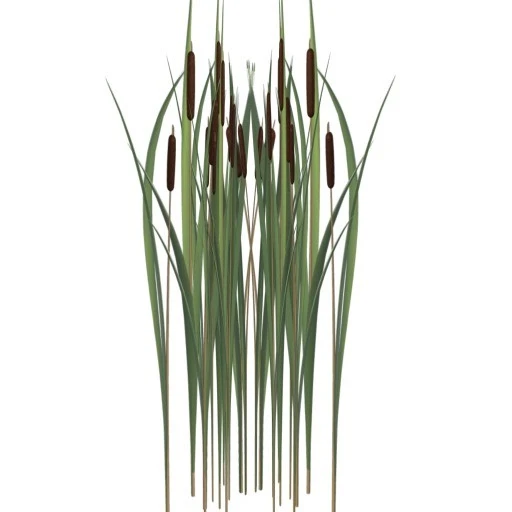 water_reeds.webp