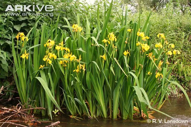 Yellow-iris-in-flower.webp