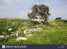 cyprus-scenery-mediterranean-island-island-nature-meadow-trees-stony-flowers-XCWF7D.webp