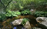 spain-forest-stream-cesp-00748.webp